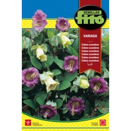 Semente de Cobea Scandens variada