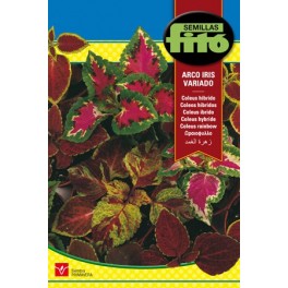 Graine de Coleus Arc-en-ciel.