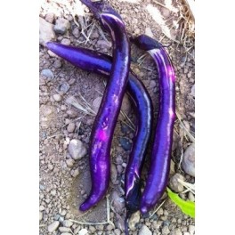 Semilla berenjena japanese pickling (ecológica)
