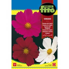 Semente de cosmos de Japão variado