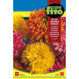 Graine de Chrysanthème Variées.