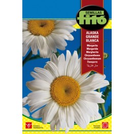 Graine de Marguerite Blanche d'Alaska.