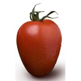 Semilla tomate Esturion F1 (híbrida) (1.000 semillas)