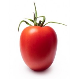 Semilla tomate MaGneto F1 (híbrida) (1.000 semillas)