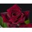 Rosal meilland  (maceta 14 cm ø), colores a escojer