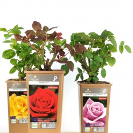 Rosal meilland  (maceta 14 cm ø), colores a escojer