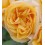 Rosal meilland  (maceta 14 cm ø), colores a escojer