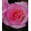 Rosal meilland  (maceta 14 cm ø), colores a escojer