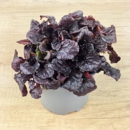Ajuga reptans (vaso de 10,5 cm ø)