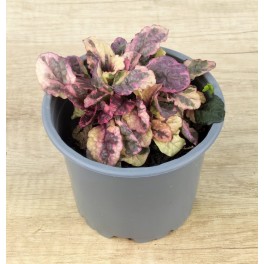 Ajuga reptans matizada (maceta 10,5 cm ø)
