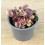 Ajuga reptans matizada (maceta 10,5 cm ø)