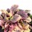 Ajuga reptans matizada (maceta 10,5 cm ø)