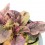 Ajuga reptans matizada (maceta 10,5 cm ø)