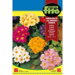 Sementes de prímula primavera dos jardins variados