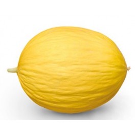 Graine Melon Soleares F1 (hybride) (1 000 graines)