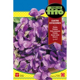 Semente de violeta quatro estações