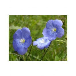 Graines de lin (biologique)
