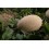 Graine Melon Pias F1 (hybride) (1 000 graines)