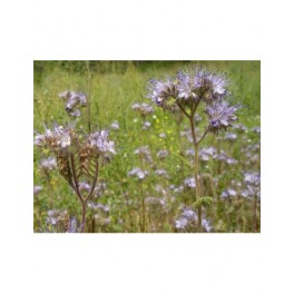 Graine de phacélie (50gr) (biologique)