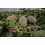 Graine Melon Lindero F1 (hybride) (1 000 graines)