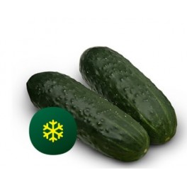 Semente de pepino Baezal F1 (híbrida) (1.000 sementes)