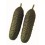 Graine Concombre Aljibe F1 (hybride) (1 000 graines)