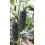 Graine Concombre Aljibe F1 (hybride) (1 000 graines)