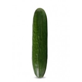 Semilla pepino Criville F1 (híbrida) (1.000 semillas)