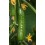 Semilla pepino Criville F1 (híbrida) (1.000 semillas)