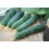 Graine Concombre Normando F1 (hybride) (1 000 graines)