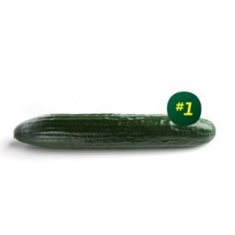 Semilla pepino Encina F1 (híbrida) (1.000 semillas)