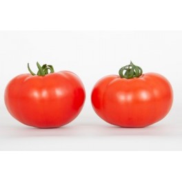 Semente de tomate Mazinger F1 (híbrida) (1.000 sementes)