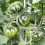 Graine tomate Marmartinez F1 (hybride) (1 000 graines)