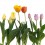 Tulipán (maceta 13 cm Ø)