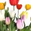 Tulipa  (test 13 cm Ø)