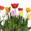 Tulipán (maceta 13 cm Ø)