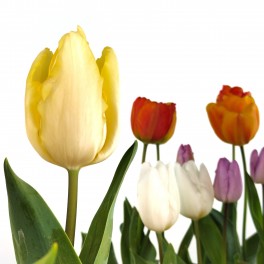 Tulipán (maceta 13 cm Ø)