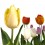 Tulipán (maceta 13 cm Ø)