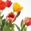 Tulipán (maceta 13 cm Ø)