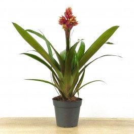 Guzmania Brush (pot 13 cm ø)