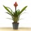 Guzmania Brush (pot 13 cm ø)