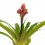 Guzmania Brush (pot 13 cm ø)