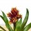 Guzmania Brush (pot 13 cm ø)