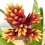 Guzmania Brush (pot 13 cm ø)