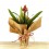 Guzmania Brush (pot 13 cm ø)