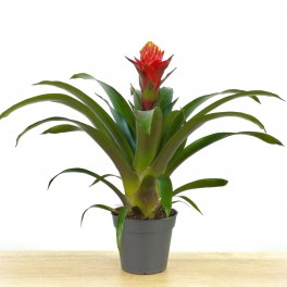 Guzmania Punta (pot 13 cm ø)