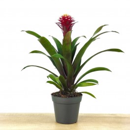 Guzmania Francesca (vaso 13 cm ø)