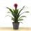 Guzmania Francesca (vaso 13 cm ø)