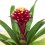 Guzmania Francesca (vaso 13 cm ø)