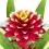 Guzmania Francesca (vaso 13 cm ø)